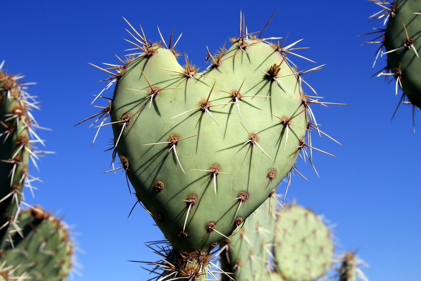 Heart shaped prickly pear pad